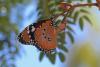 Danaus chrysippus